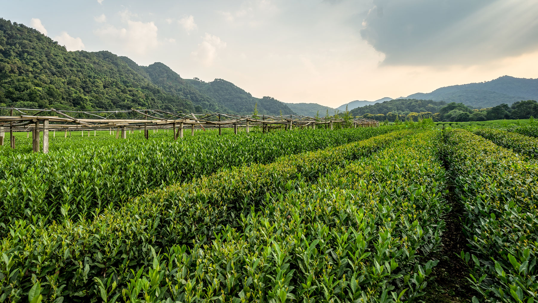 Rows of green tea bushes in a field with bamboo trellis structures and forested mountains under a hazy sky, calm rural mood