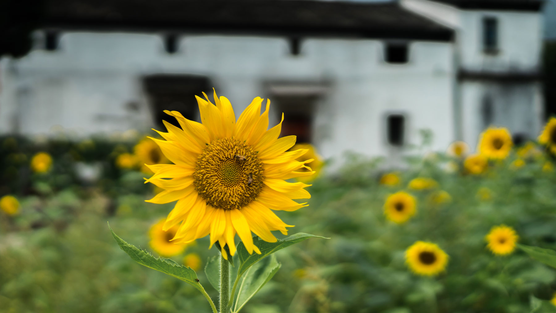 Close-up of a bright yellow sunflower in a field with a blurred white traditional building in the background, soft green surroundings and warm sunlight